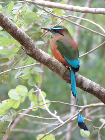 El Pájaro reloj habita en los cenotes y cuevas de Yucatán. Su alimento favorito son los insectos y gusanos