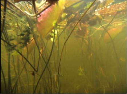 bajo el agua vegetación