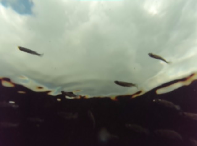 peces en el cielo peces y nubes
