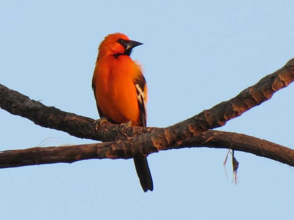 Especie abundante y endémica de la Península de Yucatán . Cohabita con el hombre  y habita en los bosques en temporadas húmedas en Yucatán. Su comida favorita son los frutos recientes de los árboles.